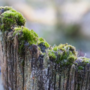 Fencepost20251120-1.jpg