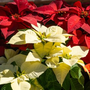 Leu Gardens Dec 2025 - 2500px -3.jpg