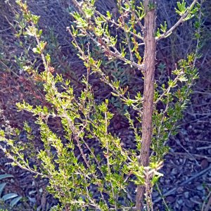 IMG_20251209_092442 cropxv.jpg