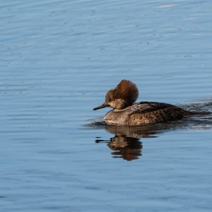 Hooded Merganzer 2500px-8.jpg