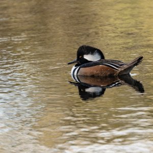 Hooded Merganzer 2500px-10.jpg