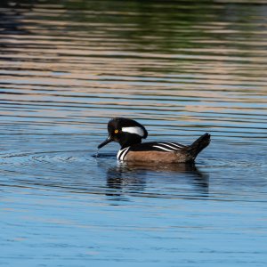 Hooded Merganzer 2500px-3.jpg