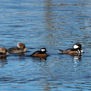 Hooded Merganzer 2500px-13.jpg