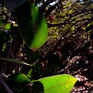 IMG_20251217_093526 cropxv.jpg