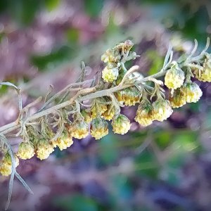 IMG_20251103_085051 cropxv2.jpg