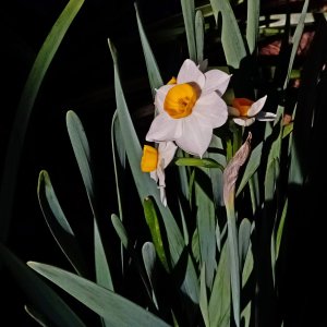 IMG_20251220_091721 cropx.jpg