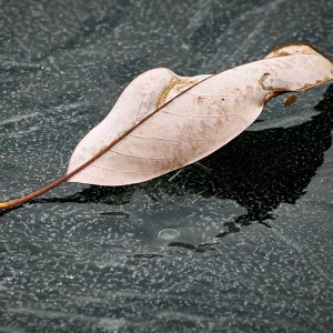 2025-12-21 ~ R52_6805.jpg