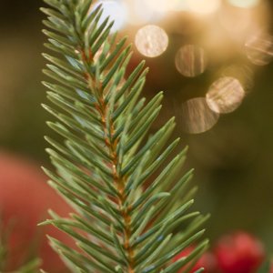 christmas06 - 1.jpeg