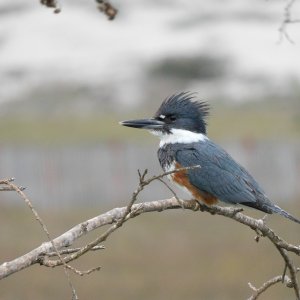 kingfisher 4.jpeg