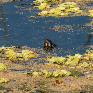 Wetlands Dec25 - 2500px-33.jpg
