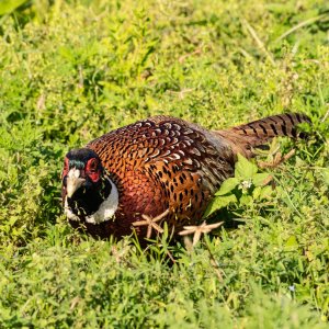 Wetlands Dec25 - 2500px-29.jpg