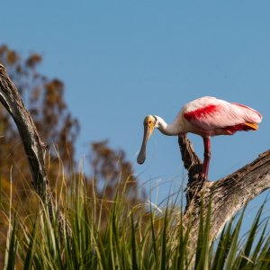 Wetlands Dec25 - 2500px-2.jpg