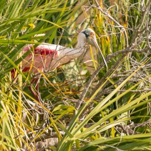 Wetlands Dec25 - 2500px-3.jpg