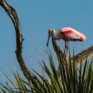 Wetlands Dec25 - 2500px-4.jpg