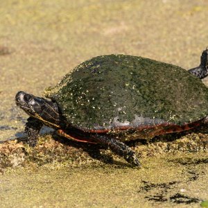 Wetlands Dec25 - 2500px-5.jpg