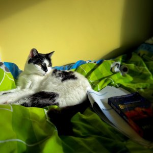 2025 - 04.09.25 - DIGBY CAT.jpg