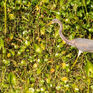 Wetlands Dec25 - 2500px-9.jpg