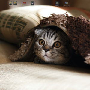 cat in a blanket.png