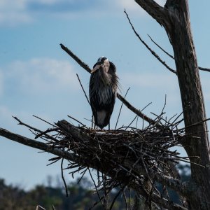 Wetlands Dec25 - 2500px-19.jpg