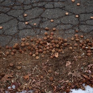 2026-01-05 ~ R52_2971.jpg