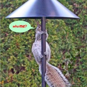 bl-wrap-around-squirrel-baffle@2x-338x395.jpg