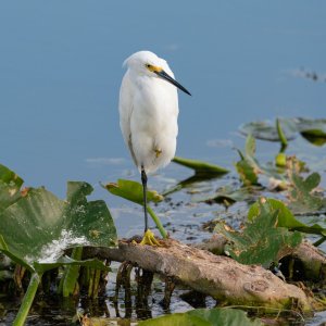 Wetlands Dec25 - 2500px-15.jpg