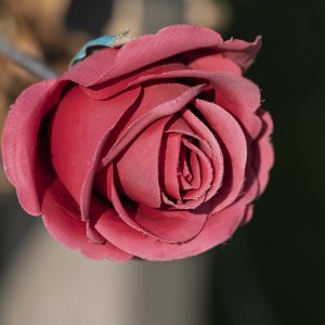 ArtificialRose20240918.jpg