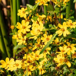 Wetlands Dec25 - 2500px-20.jpg