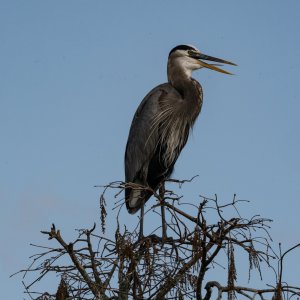 Wetlands Dec25 - 2500px-11.jpg