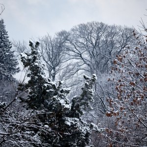 2026-01-17 ~ R52_4830.jpg