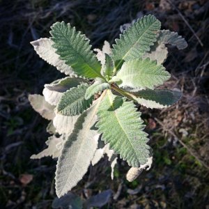 IMG_20260113_100133 cropxv.jpg