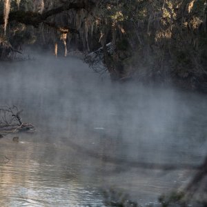 Manatee Jan 2026 - 2500px-1.jpg