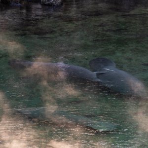 Manatee Jan 2026 - 2500px-4.jpg