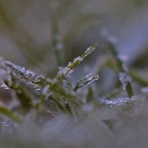 Iced Grass.JPG
