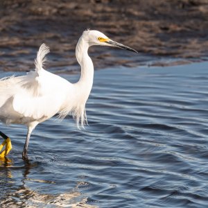 Blackpoint - 2500px-7.jpg