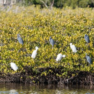 Blackpoint - 2500px-17.jpg