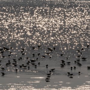 Blackpoint - 2500px-12.jpg