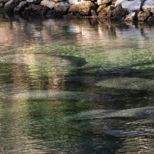 Manatee Jan 2026 - 2500px-7.jpg