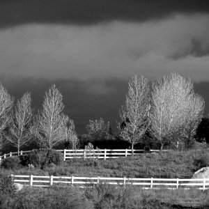 dark sky & poplarsx bwvcrop2.jpg