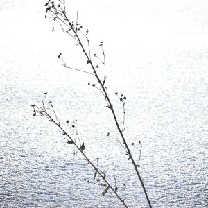 2026-01-28 ~ R52_7861.jpg