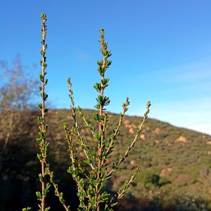 IMG_20260102_085037 cropx.jpg