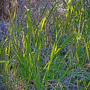 IMG_20260130_094854455_HDR xvcrop.jpg