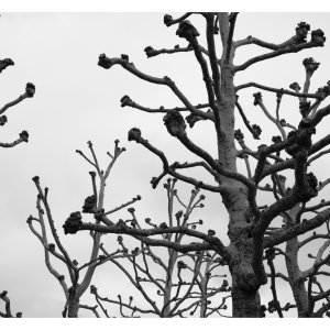 Media '20260203_0001.jpg' in category 'Digital Photography'