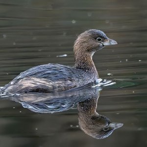 Pied-billed Grebe_GRH4654-20260204_1200p.jpg