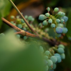 berries2 - 1.jpeg