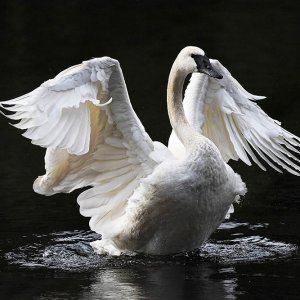 Trumpeter_Swan_6311b_72pi.jpg