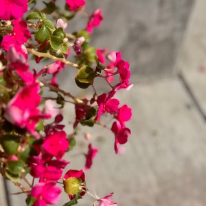 IMG_6338.jpeg
