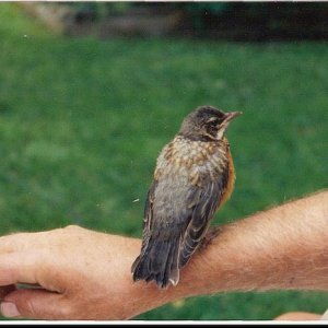 robin 2.jpeg