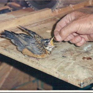robin 4.jpeg