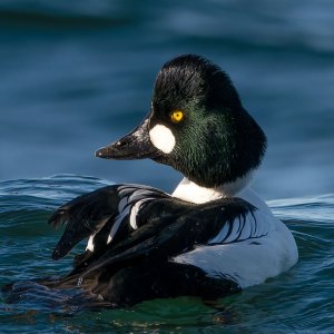 Male_Common_Goldeneye_GRH5971-20260210s_1400p.jpg